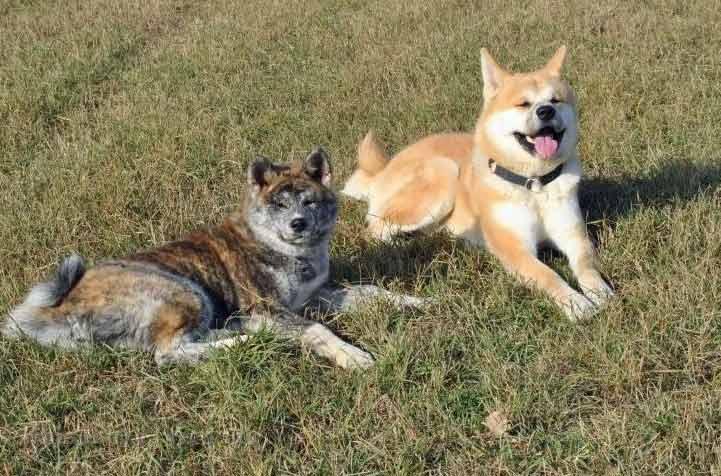 Shinju_mit_Taro_ November_2011.jpg